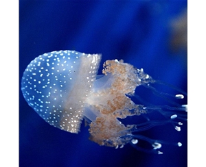 藍(lán)環(huán)斑點(diǎn)水母